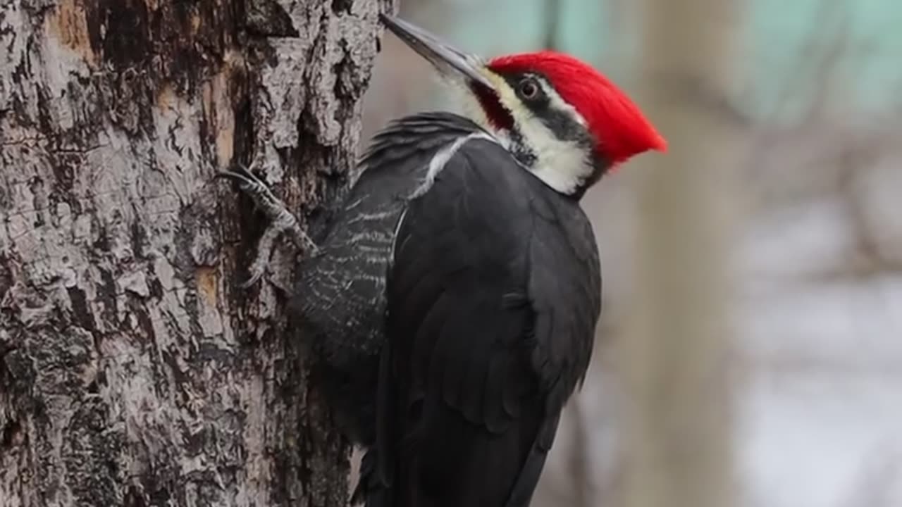 do you know name of this bird