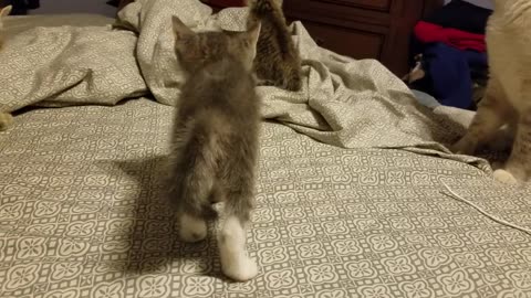 5 week old kitten vs daddy cat cute video