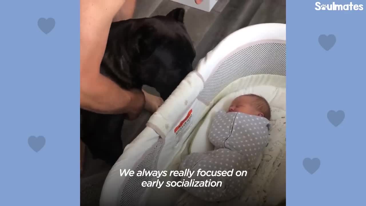 Baby Grows Up With His 125-Pound Dog | The Dodo Soulmates
