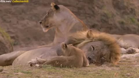 #Baby lion playing with his father