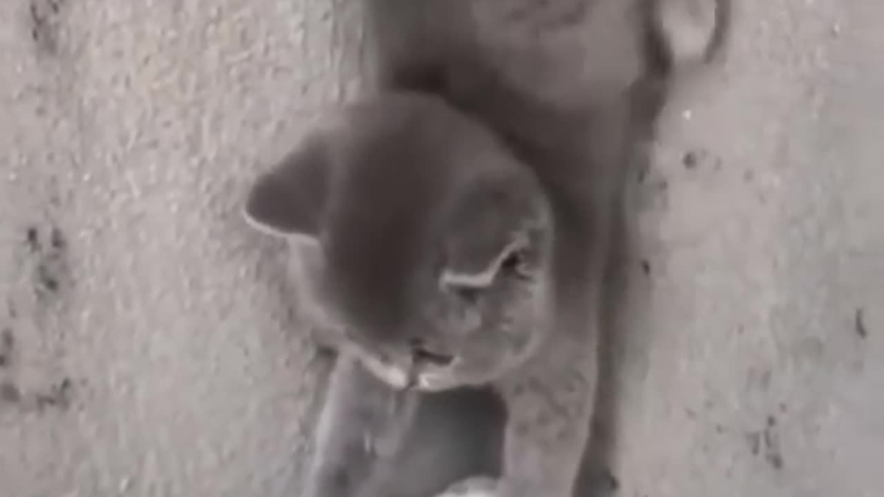 Funny pets compilation