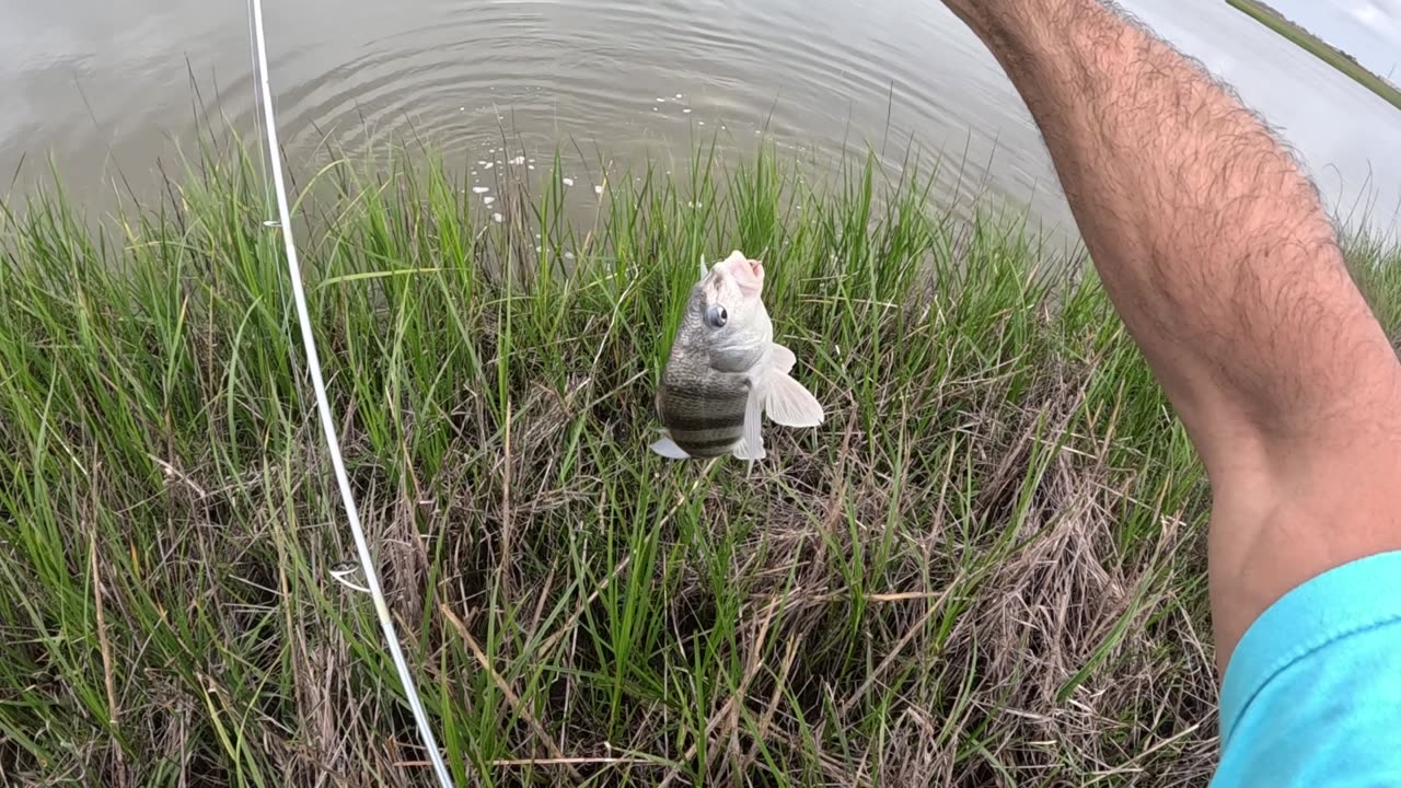 🔥 Phenomenal Fishing Day in the Marsh!!🔥 Trout, Flounder, Redfish, Sheepshead