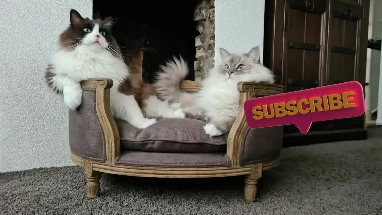 Need A Laugh? Watch These Funny Cats 🤣