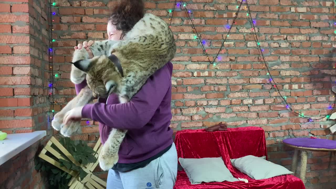 Wild lynx loves to caress his mistress. A wild cat jumped on me