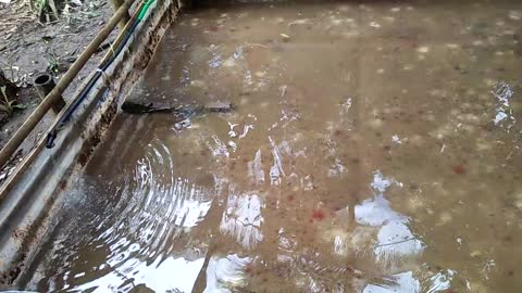 silk worm cultivation for fish food