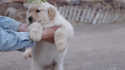 golden retriever puppy funniest video