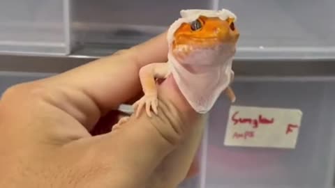 help the gecko molt