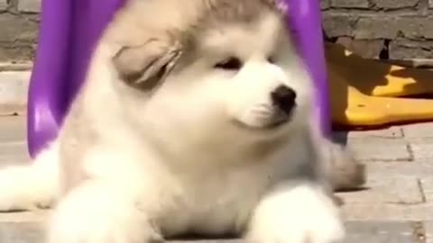 Cute dog playing video