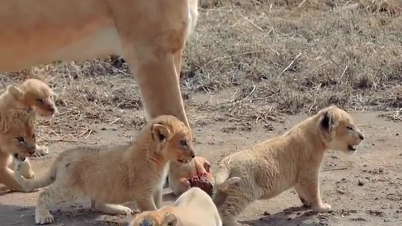 Lion Cubs