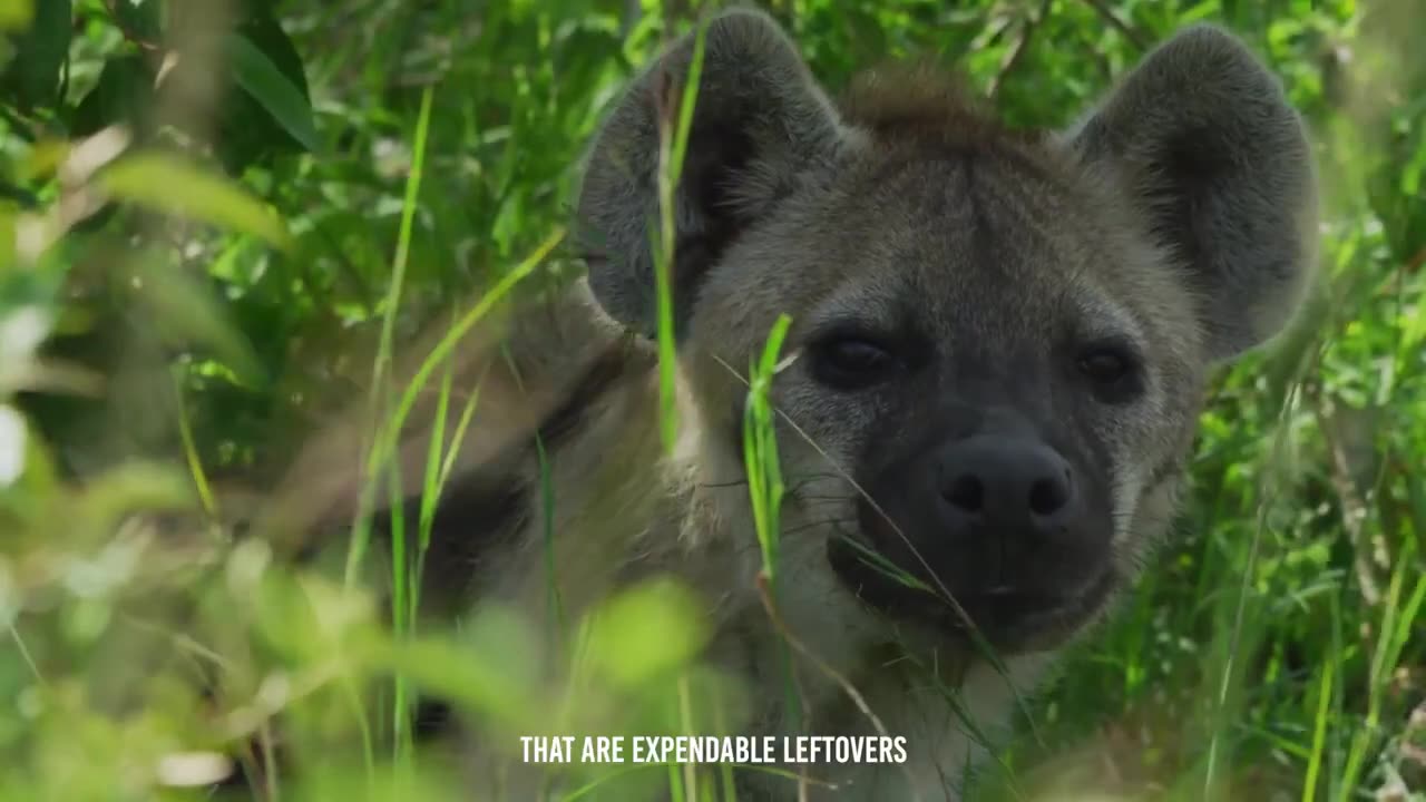 Lion cub and Hyena Dangerous Battle