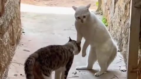 FUNNY CATS, YOU WILL LOVE IT,