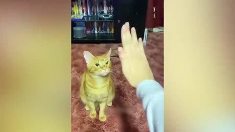 Funniest Animals 2023 - Funniest Cats and Dogs - Part 01-funnyhere