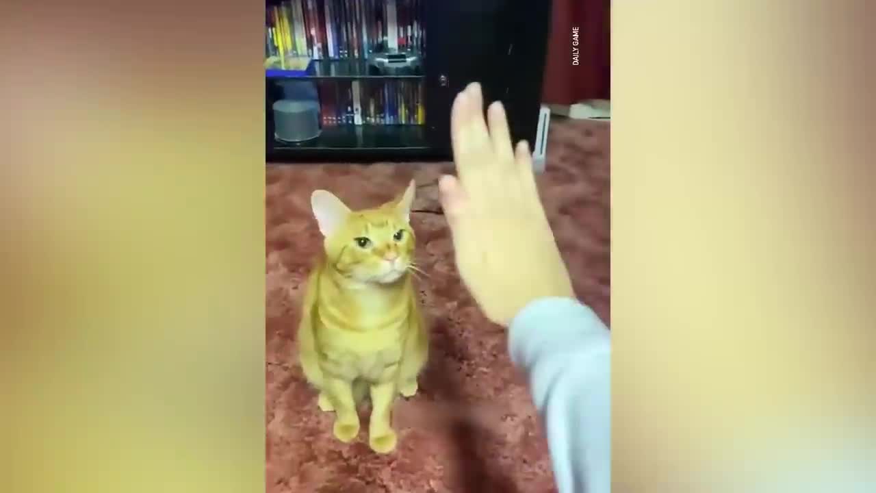 Funniest Animals 2023 - Funniest Cats and Dogs - Part 01-funnyhere
