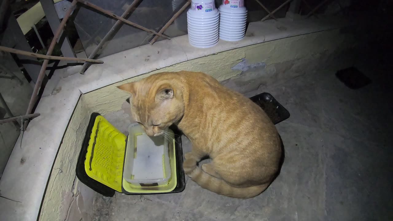 Homeless cat in Ras Al Khaimah, UAE: ED SHEERAN #cat #cats #EdSheeran #emirates #pet #ae #UAE #pets