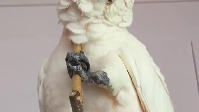 Bird world video