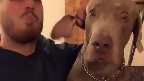 Funny Dog Reaction🤣😍🤣