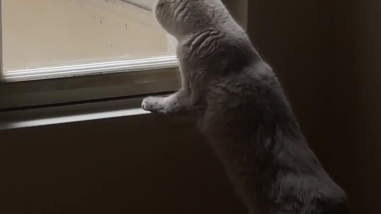 "Unlikely Friends: Cat and Pigeon's Heartwarming Bond"