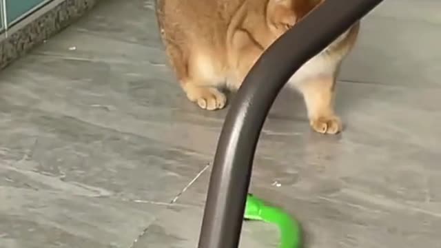 The years are quiet, just because of meow