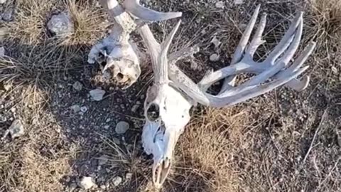 Whitetail deer lock antlers