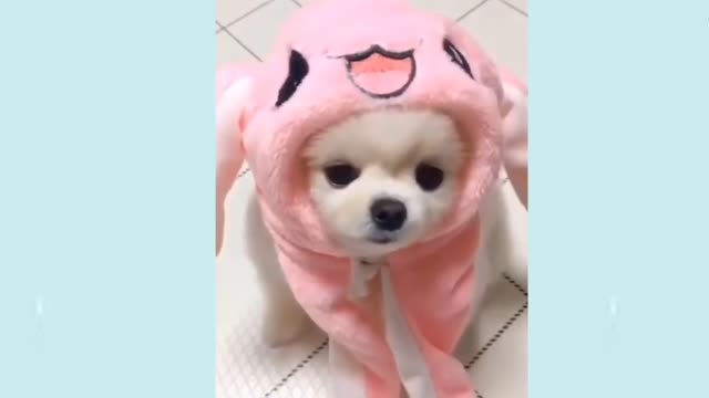 Cute Baby Dog