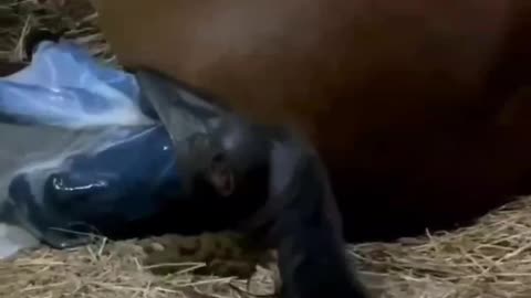 Horse giving birth a bay horse #horse #pet