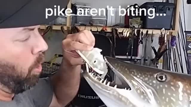 I'd just be happy to catch a pike..