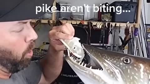 I'd just be happy to catch a pike..