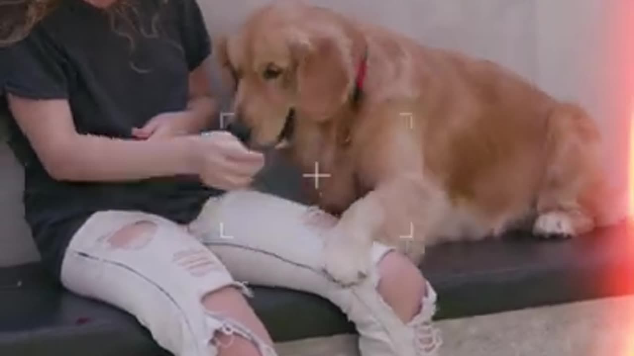 Pretty dog training