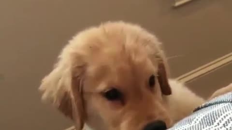 Puppy who wants to jump into bed