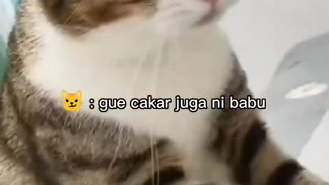 Funny Animal video Part-2