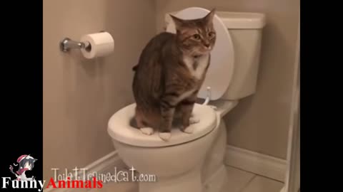 Cat training: Amazing! Cats using toilet compilation 2017