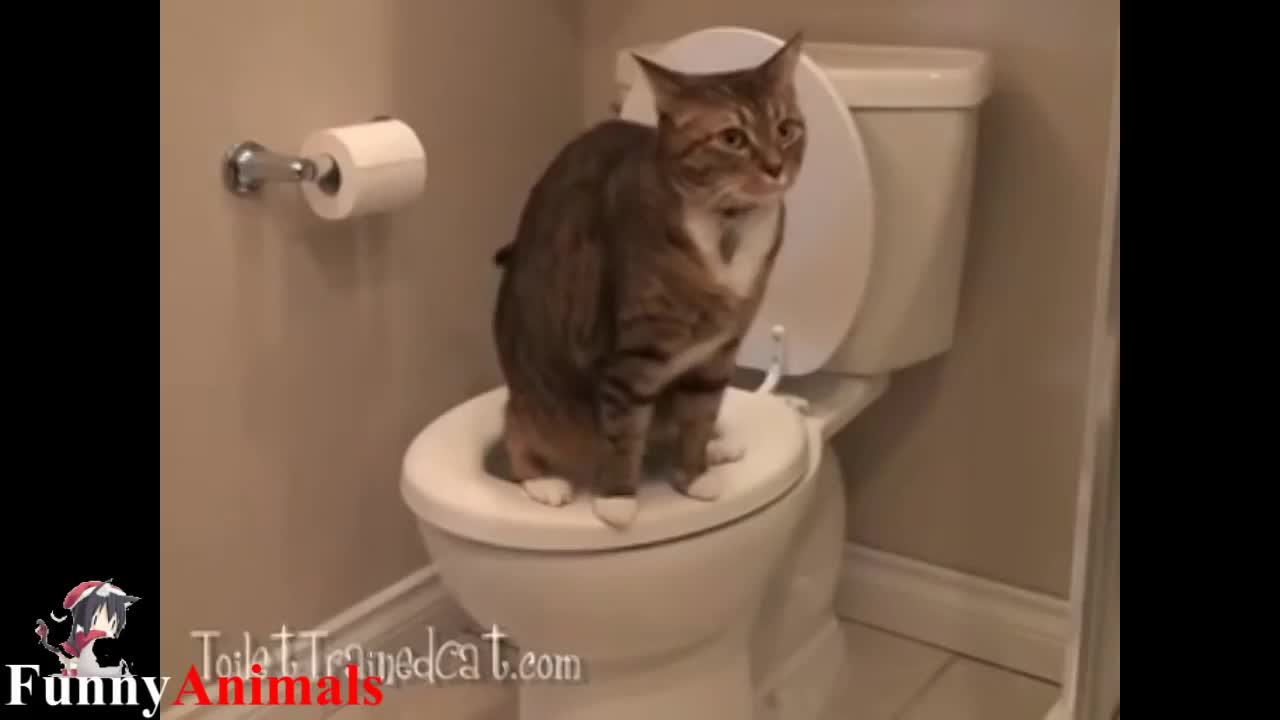 Cat training: Amazing! Cats using toilet compilation 2017