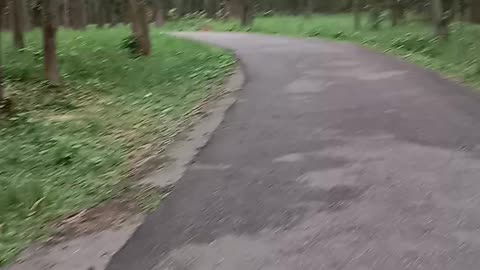 My jungle tour/Cycling
