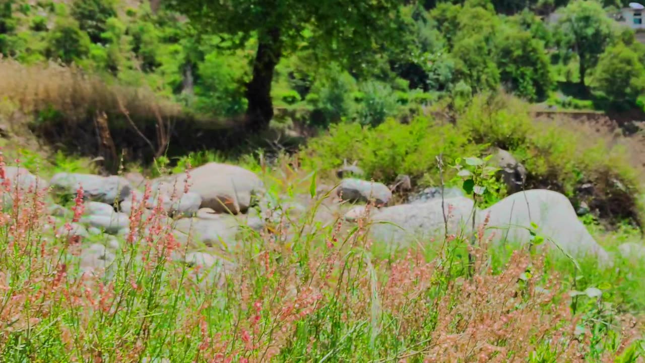 Beautiful spring season 🌺 | amazing nature | wonderful view