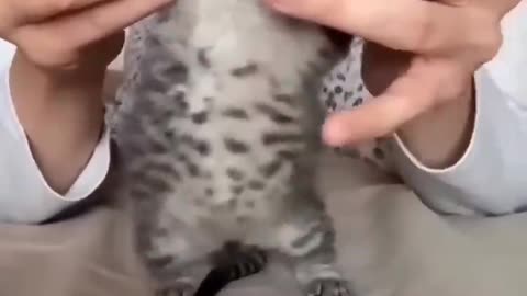 Dancing Kitty