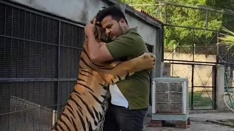 Tiger cub to Big Size#shorts