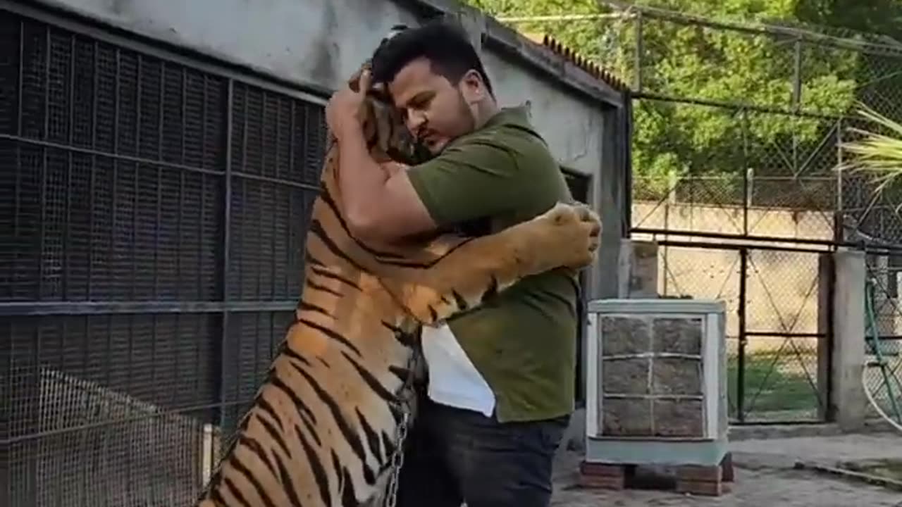 Tiger cub to Big Size#shorts