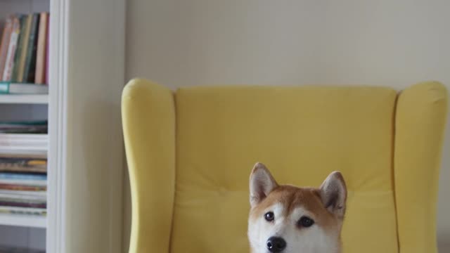 A CUTE DOG