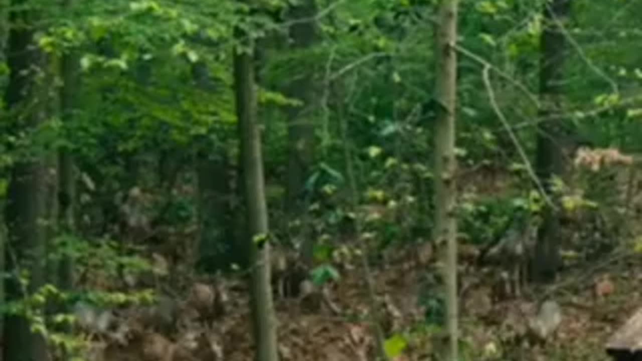 'Zombie deer disease' concerns scientists over possible spread to humans 🤣🦌🤣🦌
