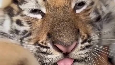 Animals for y