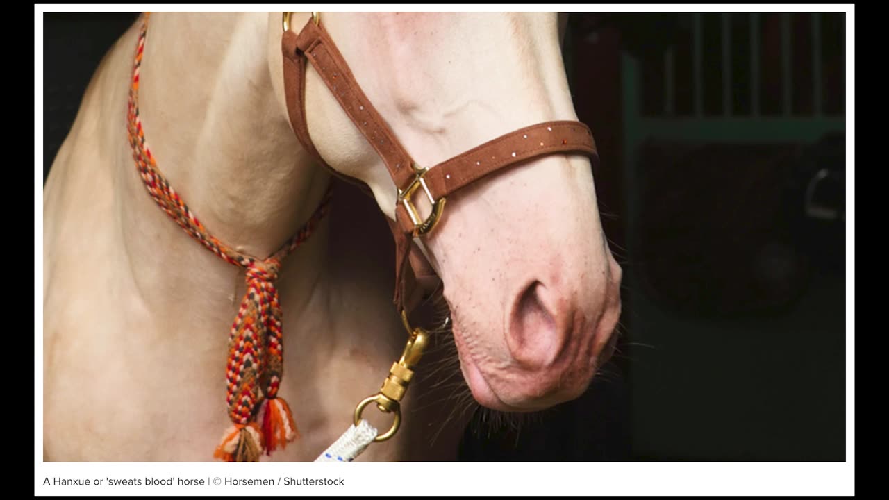 Nature's Incredible Creature, the 'Sweats Blood' Horse