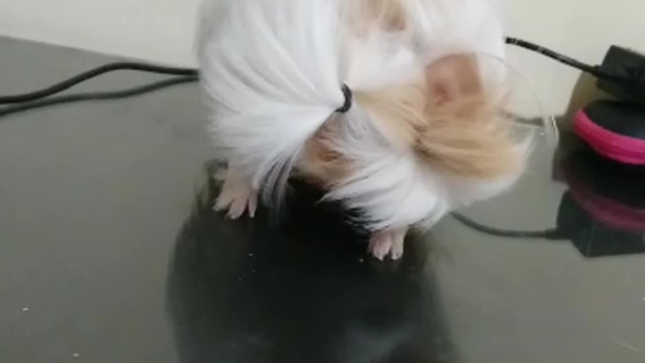 Prettiest Guinea pig with crazy hair