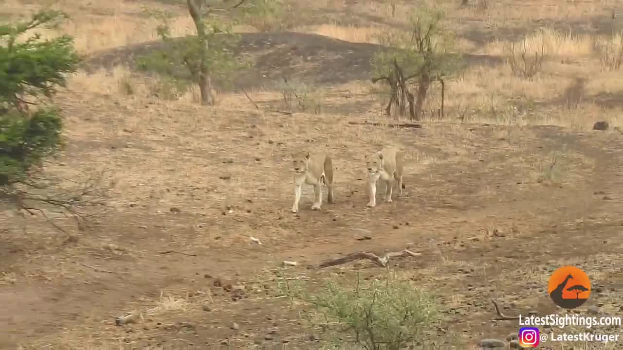 Hyena call on backup against Lion#