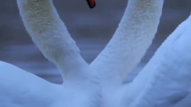 White swan