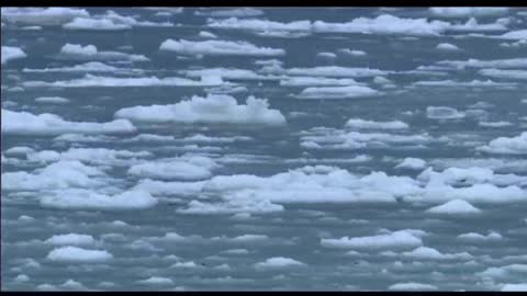 A polar bear stands in the snow drifting with the sea