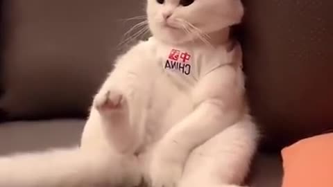 Funny cat 🐈 video 😀// Funny animal's video