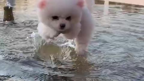 Mini Pomeranian Funny and Cute Puppies