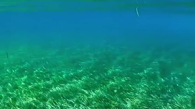 Any of various seaweeds that grow underwater in shallow beds.