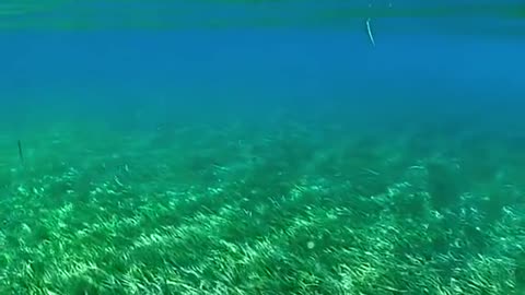 Any of various seaweeds that grow underwater in shallow beds.