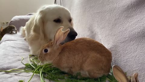 Golden Retriever Brought Carrots to Baby Bunnies